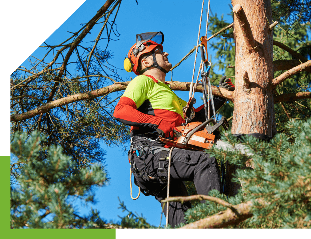 Tree Pruning and Triming