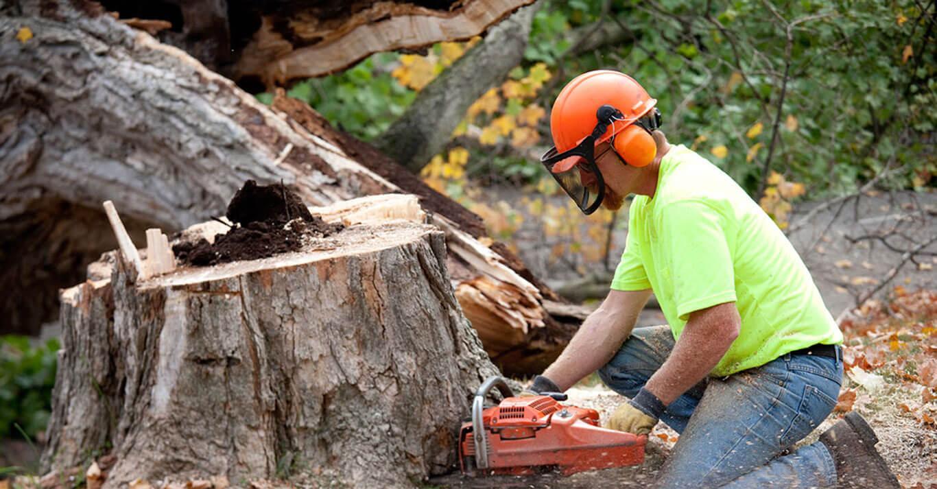 Tree Stump Removal services